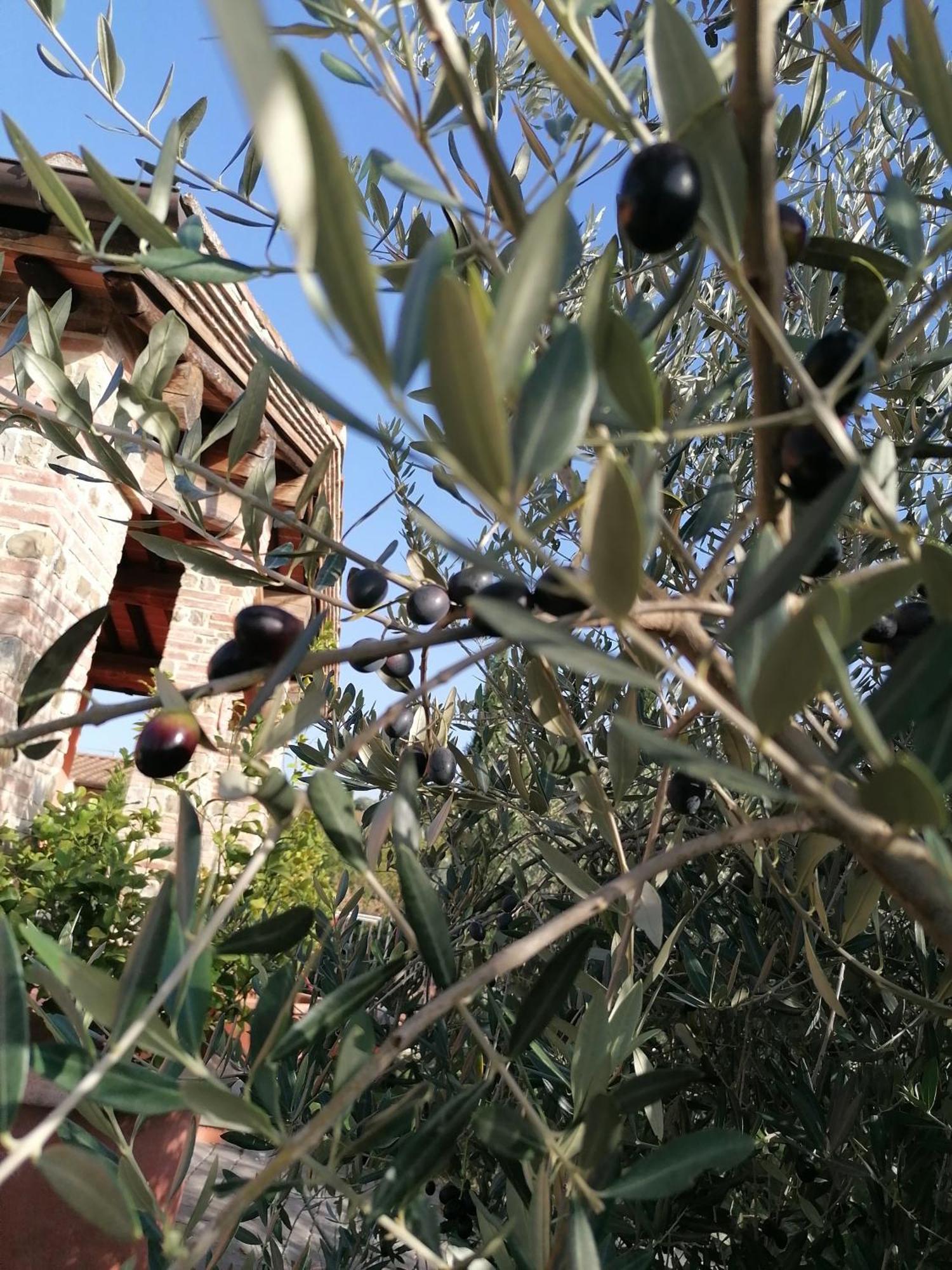 מוטספרטולי Agriturismo Borgo Stella מראה חיצוני תמונה
